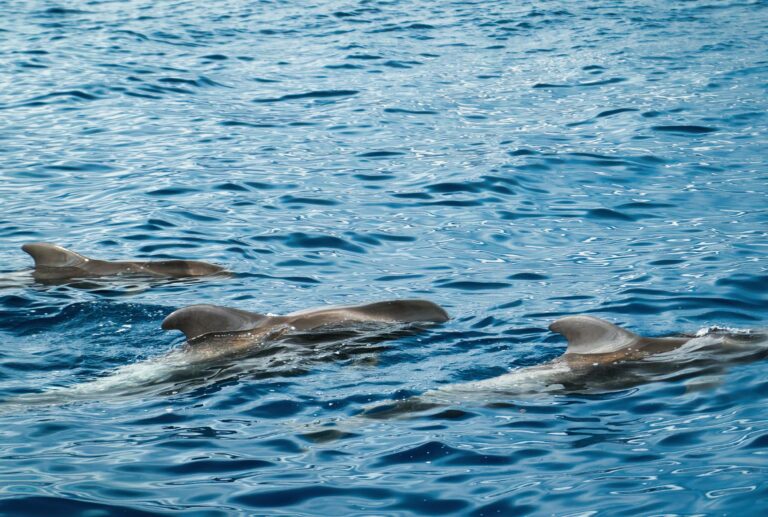 A pod of dolphins gracefully swimming in the crystal blue waters off Santa Cruz de Tenerife, Spain.